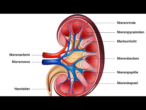 Niere, alles auf einen Blick