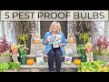 Lots of Deer But Want Spring Blooms? Plant These! 5 Pest Proof Fall Planted Spring Blooming Bulbs