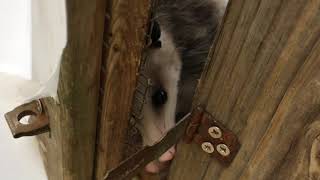 VISITING W@HR AND PLAYING WITH THE POSSUMS