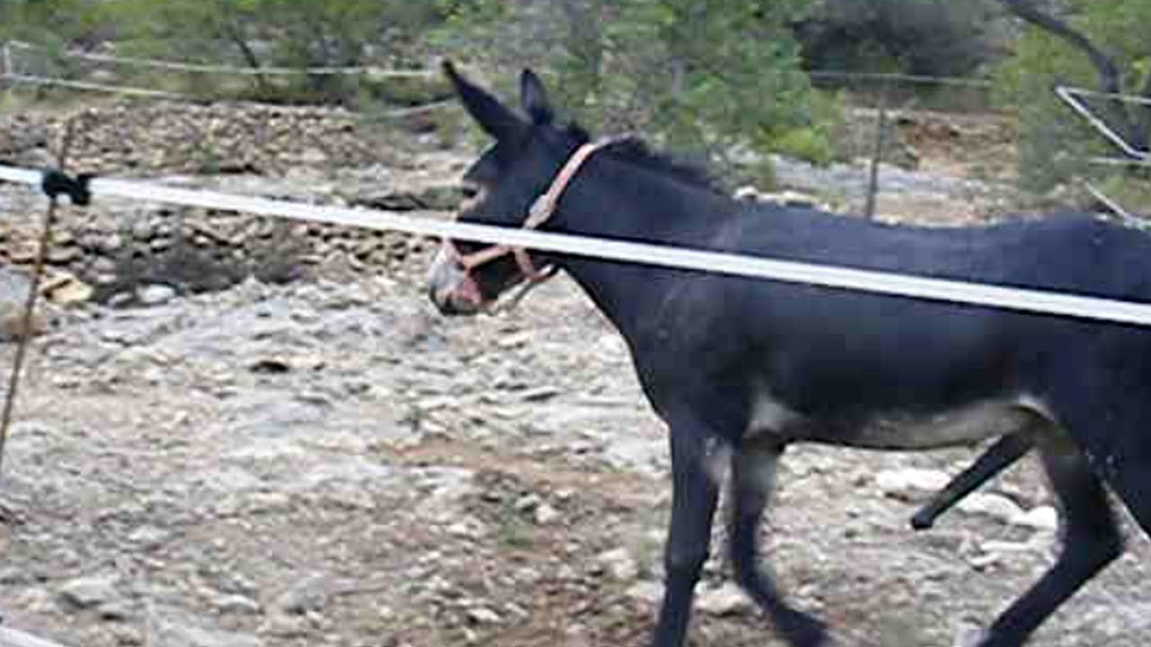 Burro gay video