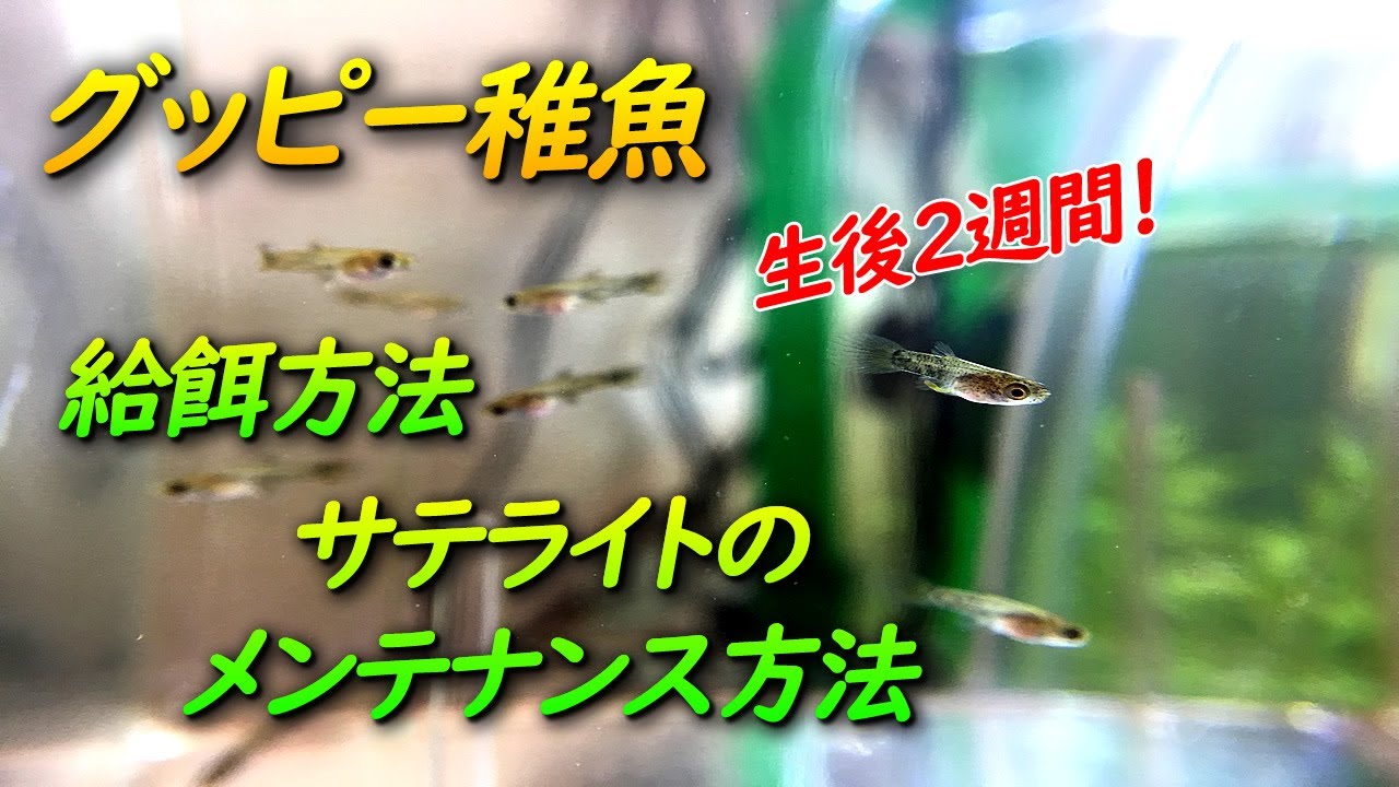 グッピーの稚魚の成長速度とサテライト 産卵箱 の超簡単な掃除方法 Youtube