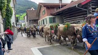 Alp Mädems Rinder Alpabfahrt 2022