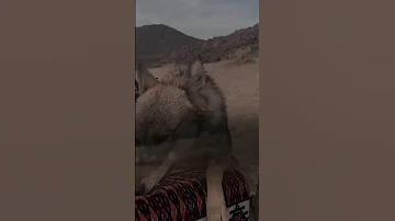يا معلقين الذيب بأطراف رجليه حالات 