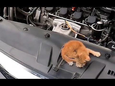 Driver Saves Kitten Trapped in Car Engine During Rush Hour Traffic in Bangkok on 18-Mile Commute