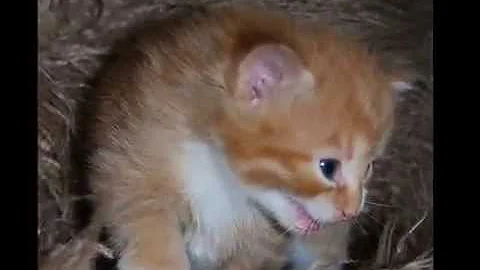 Video 878501: maine coon cross kittens, kittens born