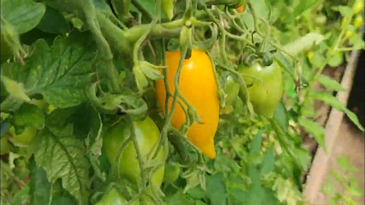 Томаты сорт цыпочка. Сусанино 31.08.23. - YouTube