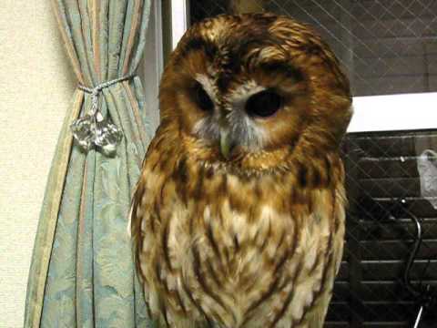 返事をするモリフクロウのラキシス Tawny Owl Strix Aluco Lachesis Avi Youtube