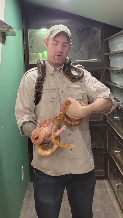 are-snakes-good-pets-short-youtube