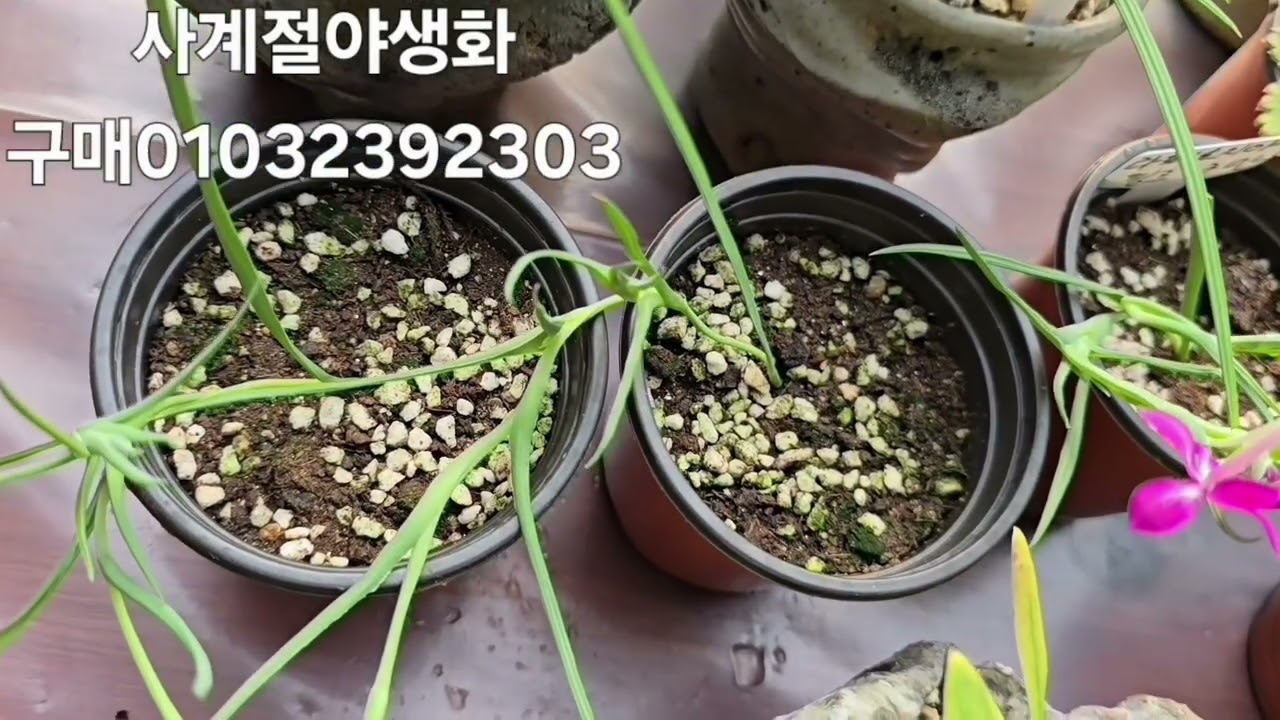 사계절야생화 구매01032392303# 심홍수몽 ,시노티아,겹딸기,백산차,키아네라알바옐로우,그레빌레야,슈퍼벨투베로사.수선화,라이스플라워,