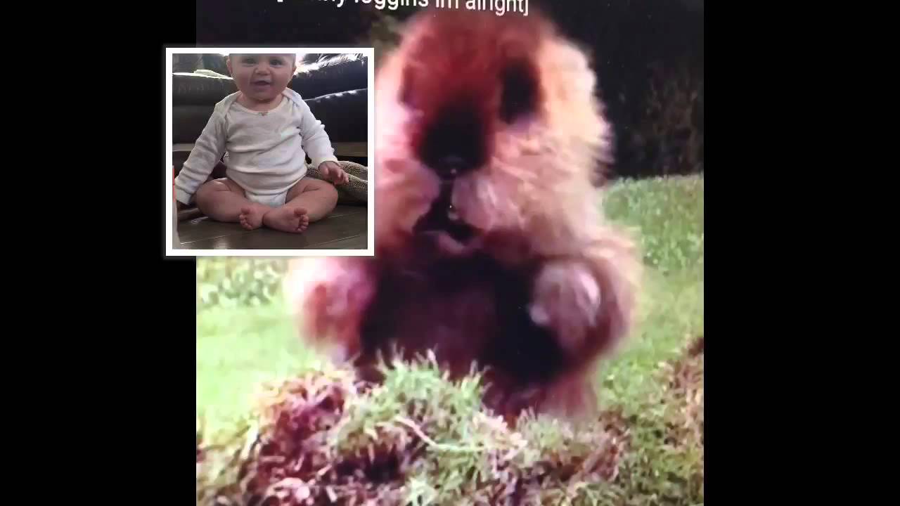 I'm alright Gopher Dance Fail - YouTube