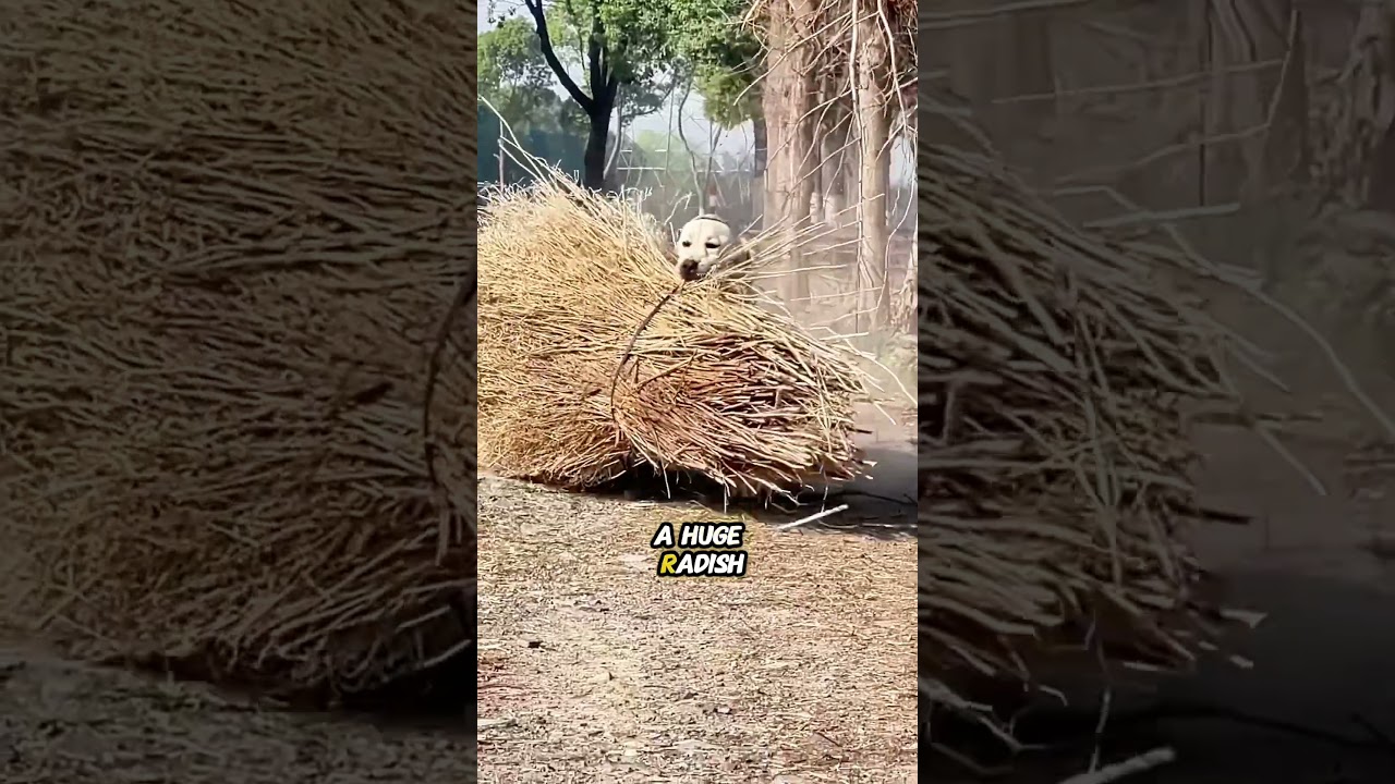 dog plays with unusual sticks...