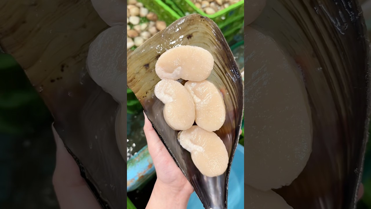 A rare natural flat clam exceeding 20 cm in diameter - YouTube