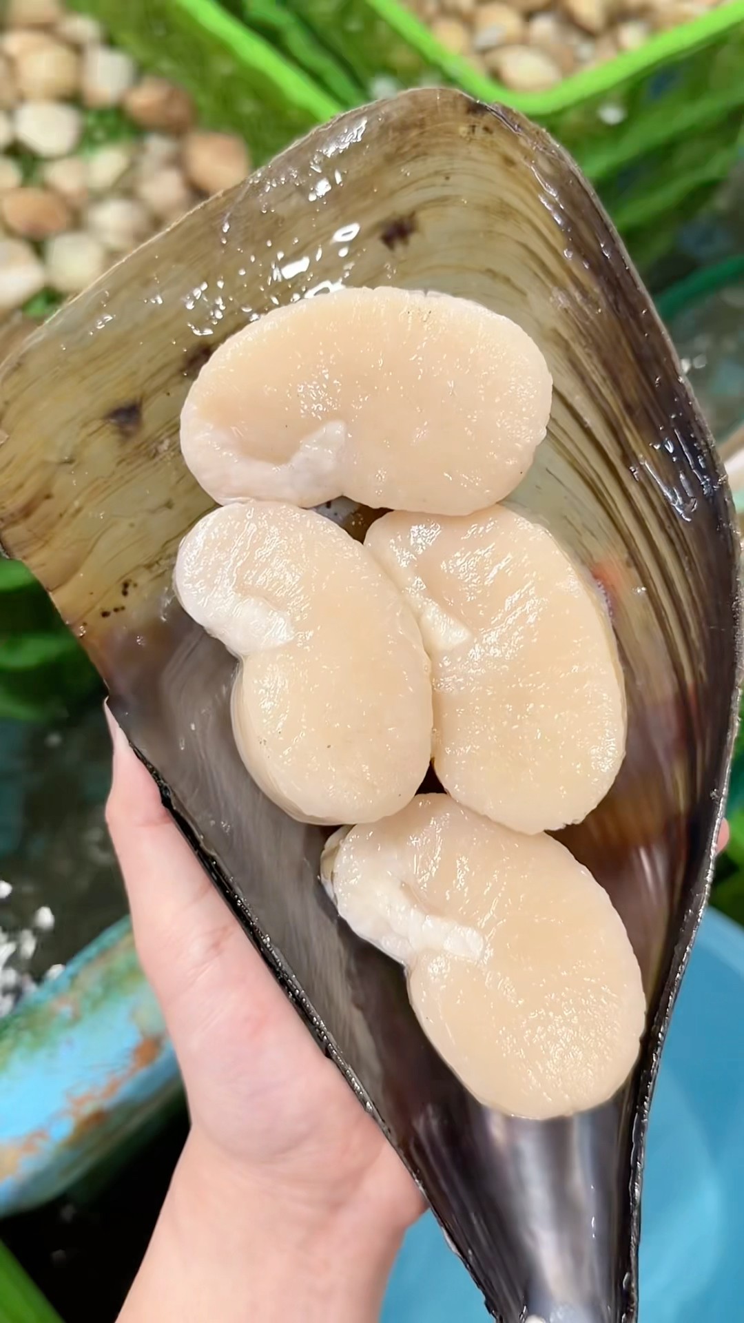 A rare natural flat clam exceeding 20 cm in diameter - YouTube