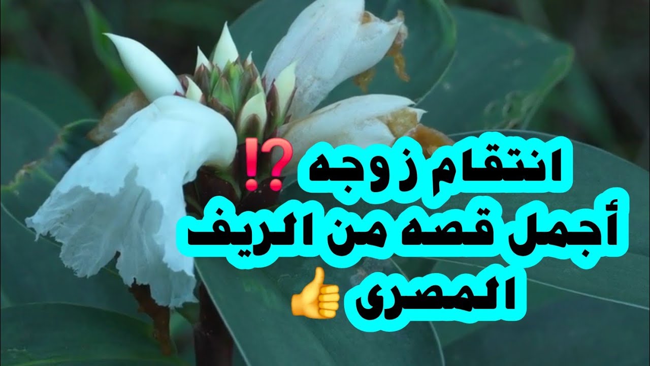 انتقام زوجه ⁉️  أجمل قصه من الريف المصري 👍