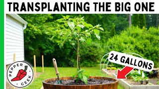 Transplanting Our Dorset Naga Pepper Into A HUGE Pot! - Pepper Geek