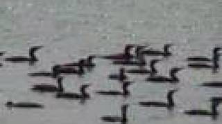 Birds Sea