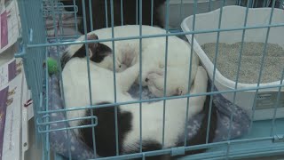 Clear the Shelters: Texas Panhandle Pet Savers says foster homes remain critical as need for rescue