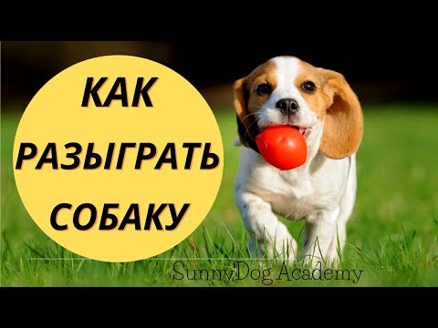 Как разыграть собаку?