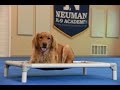 Tucker (Golden Retriever) Boot Camp Dog Training Demonstration