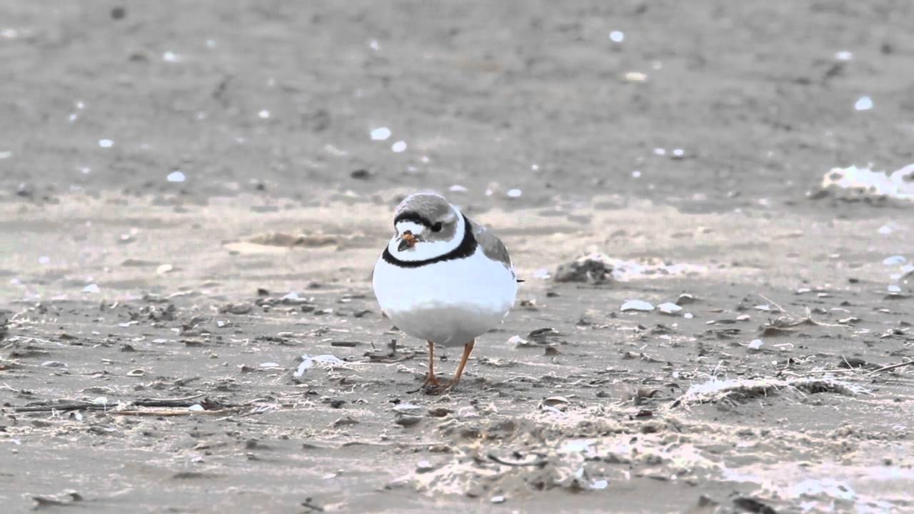 Endangered Piping Plover 