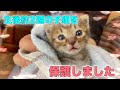 手のひらサイズ？生後約2週間の子猫を緊急レスキュー【We rescued a kitten】