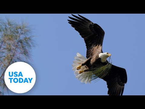 Bald eagle captured swimming across Maine lake | USA TODAY