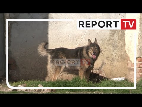 Video: Kapja e qenve endacakë: përfitim ose dëm