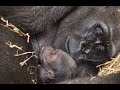 Special delivery! Franklin Park Zoo welcomes gorilla baby