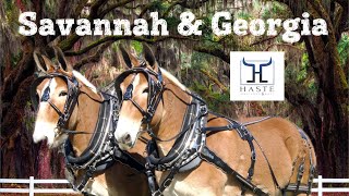 Draft Molly Mule Team for sale ~Meet Savannah & Georgia ~ Working Mules (606) 3035669