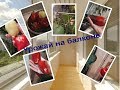 17.12.2019 Урожай на балконе в Москве. Можно ли использовать семена из овощей, купленных в магазине.