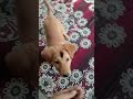 😂Gussa khatam 😂||@Shera_s6213 #animals #dog #funnydog #doglover #shortvideo #comedy #puppy
