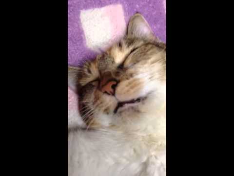 猫の寝言 - YouTube
