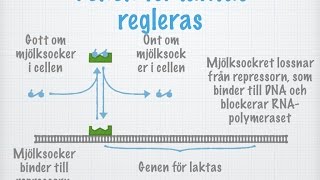 Hur proteinsyntesen regleras (gammal)