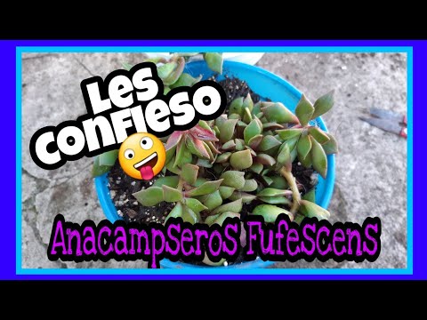 Video: Sunrise Succulent Info: Aprenda sobre el cuidado de las plantas suculentas de Sunrise