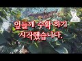 잎들깨 수확 시작했습니다