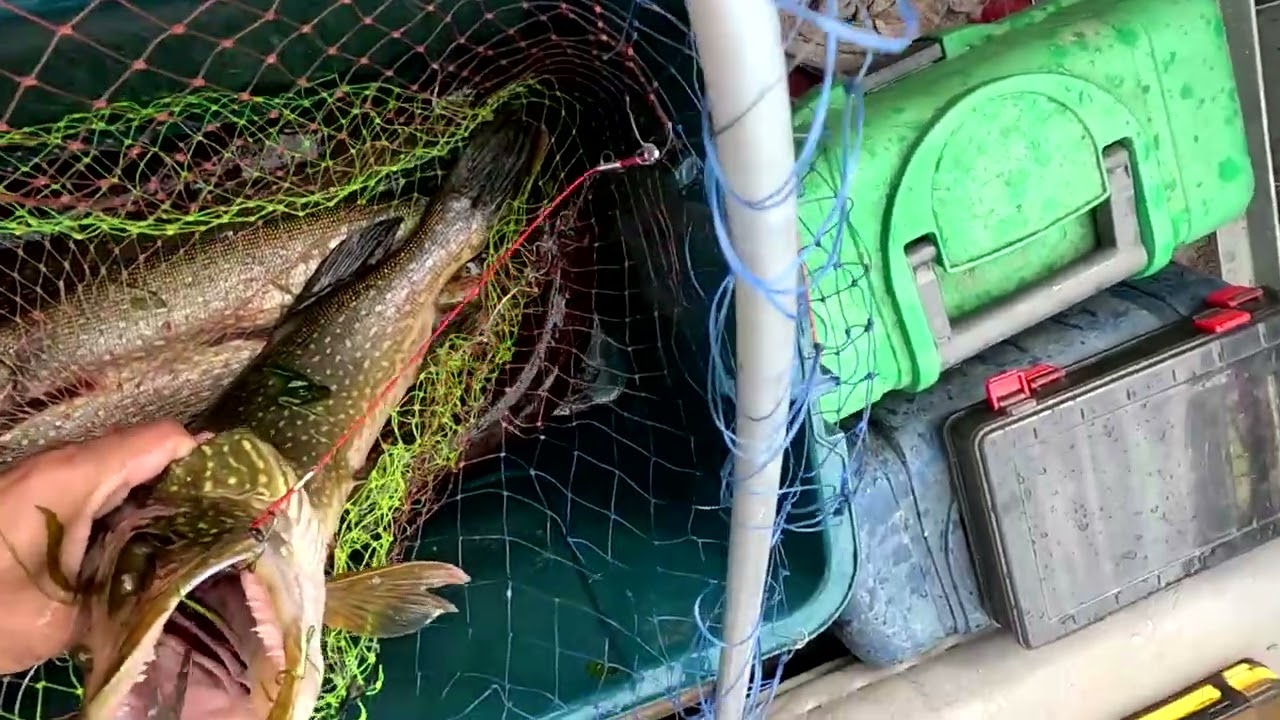 Обычные щуки