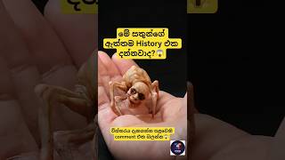 මෙහෙම evolve උනා කියලා හිතුවද?😱#animals #evolution #history #science #wildlife #nature #facts