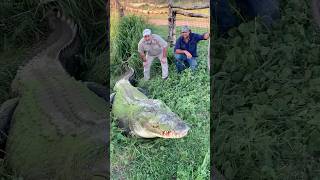 This 2000 Pound Croc Doesnt Need To Mind His Manners