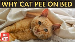 Why is my cat peeing on the bed | Cats Facts