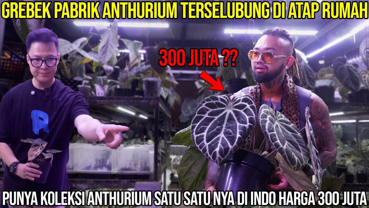 GREBEK PABRIK ANTHURIUM TERSELUBUNG DI ATAP RUMAH. PUNYA KOLEKSI SATU2 NYA DI INDO HARGA 300 JT