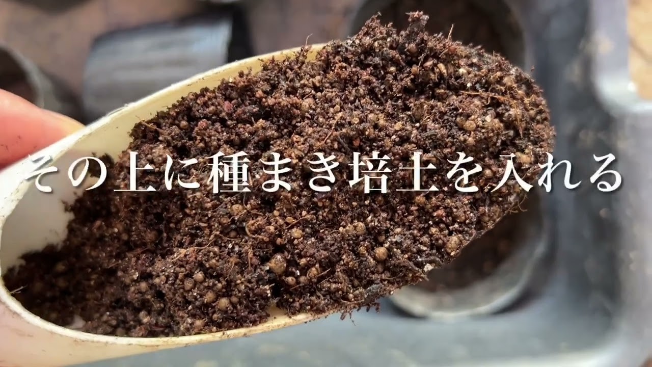 【種まき】イタリアンパセリを発芽させたい！発芽までの期間が長いかも？発芽適温、生育適温にも注意が必要だよ