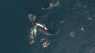 Lobservation Des Cétacés - Echange Avec Lars Bejder, Hawai Institute Of Marine Biology