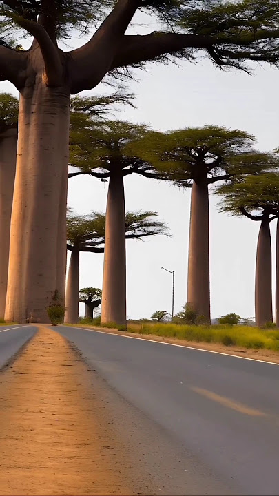 Places in Madagascar that don't feel real #travel #explore #nature #adventure #shorts