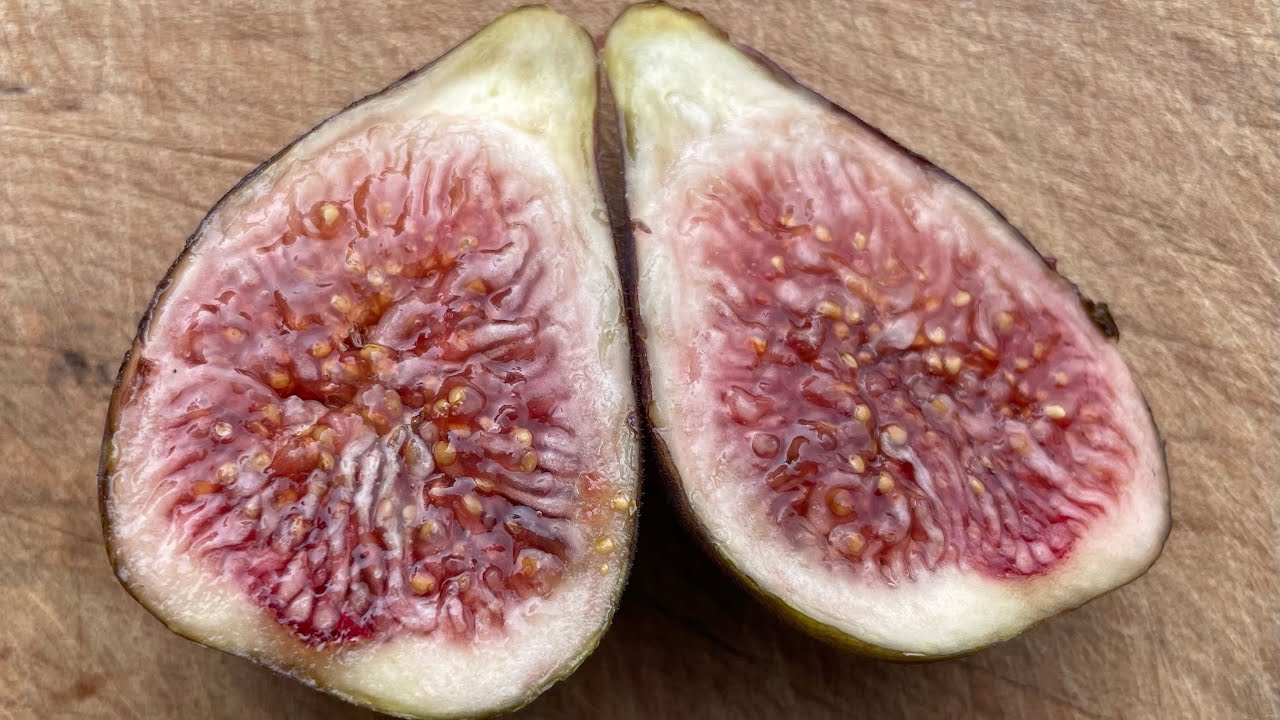 LSU Tiger fig tasting 10/20/22 is it better in ground or in a pot