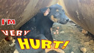 Rescue a sick stray puppy abandoned at the construction site by Home Pet 1,411 views 1 year ago 9 minutes, 6 seconds