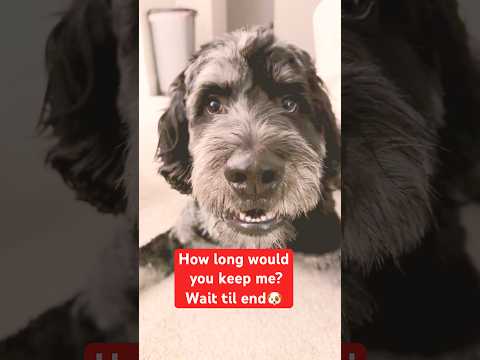 ITS ESSENTIAL YOU COMMENT Dogs Dogshorts Pets Puppy Dog Fyp 