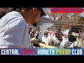 Central Jersey Variety YB PIGEON Show [2024]