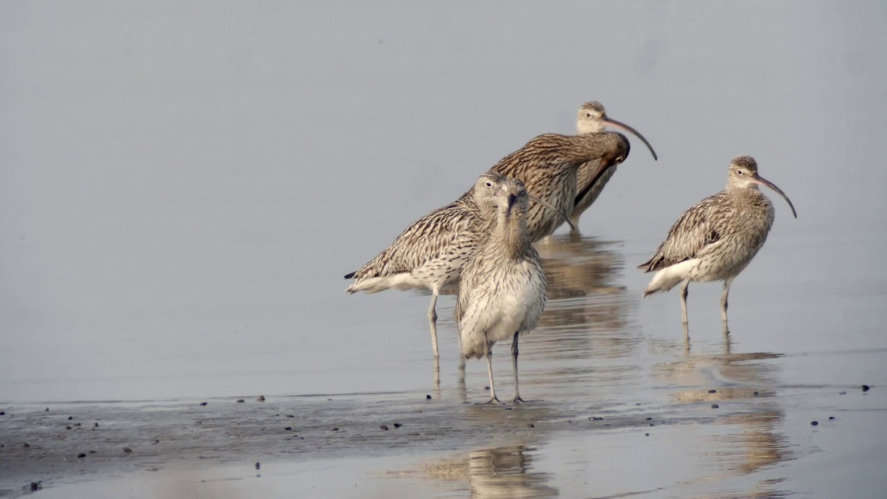 Far Eastern Curlew with Eurasian Curlew 