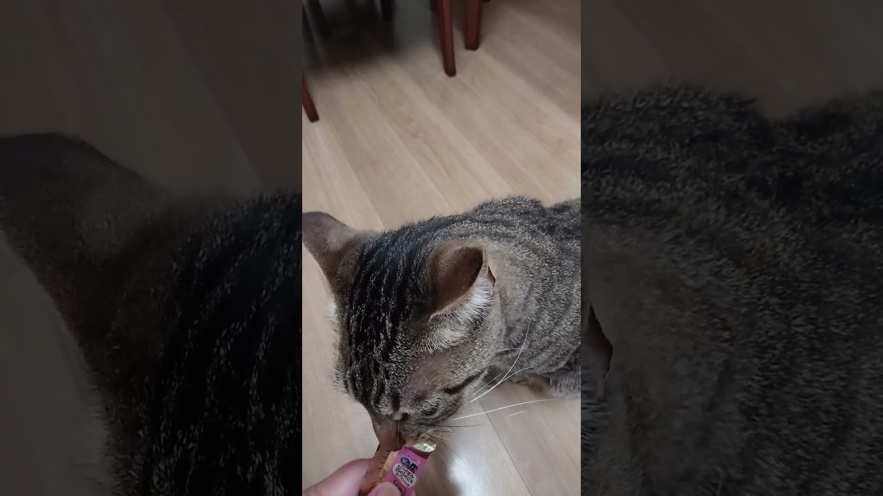チョコちゃん😻とろリッチ大好き💜美味そうに可愛い🐾🍀 - YouTube