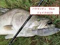 パックロッドで巨大怪魚 バラマンディ94cmを釣る テイルウォークナマゾンモバイルC594XH ルアーはバラマンディが吐き出したジョイクロ178 Thailand pilot111 part4